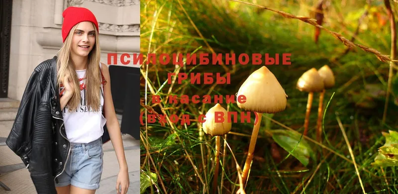 Псилоцибиновые грибы Psilocybine cubensis  Шагонар 